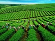 Chè Hiệp Khánh lùi kế hoạch niêm yết