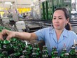 Mục tiêu của SAM là đưa Sabeco trở thành nhãn hiệu được ưa chuộng nhất tại thị trường Bắc Mỹ