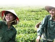 GTN hấp dẫn khối ngoại từ chiến lược mới
