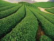 Một trong những vùng nguyên liệu chè rộng lớn của Vinatea