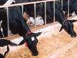 Có nhiều câu hỏi đang cần lời giải đáp xung quanh các hoạt động của HNG 
