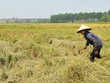 Mối nguy bẫy thu nhập trung bình đang hiện hữu