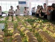 Hàng loạt dự án đất nền, biệt thự vùng ven Hà Nội được giới thiệu ra thị trường trong thời gian vừa qua. Ảnh: Trọng Tuyến