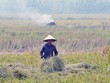 Các hộ nông dân tham gia vào chuỗi liên kết không còn phải vất vả đi tìm đầu ra cho sản phẩm