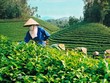 Ảnh Internet