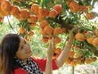 Nông nghiệp, nông thôn được xác định tiếp tục là “cứ điểm” trọng yếu của Agribank
