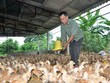 Nhập gà Trung Quốc, chưa mở đã lo “loạn”