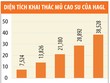 Giá dầu tăng, cao su trở lại “vàng trắng”?