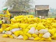 Lượng gạo xuất khẩu đã liên tục giảm trong thời gian gần đây. Ảnh: Ngọc Trinh/Người lao động