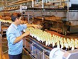 Thủ tướng quyết định bán tiếp cổ phần 99Kl99 trực tiếp đá gà tại Vinamilk, Sabeco, Habeco