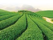 Khi đại gia xắn tay làm nông nghiệp