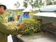 Việc cần làm là giải quyết thách thức  về năng lực cạnh tranh và phát triển bền vững nông nghiệp Việt Nam