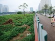 Dự án đất vàng của Nam Cường bị bỏ hoang thành “khu đô thị cỏ“