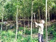 Ảnh Internet