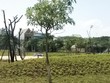 Việc nâng diện tích để được tách thửa, chia lô gây khó khăn cho một số dự án đất nền tại quận 9, TP. HCM. Ảnh: Vệt Dũng
