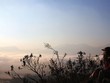 Y Tý - Mùa săn mây