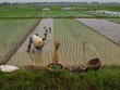 Việc miễn thuế sử dụng đất nông nghiệp được đánh giá là sẽ khuyến khích tổ chức, hộ gia đình, cá nhân Kl99ok phiên bản mới vào nông nghiệp, nông thôn; khuyến khích phát triển Kl992 cổng game cá cược trang trại; góp phần chuyển dịch cơ cấu nông nghiệp, nông thôn theo hướng công nghiệp hóa.