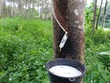 Cao su tự nhiên đã qua thời gian khó