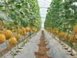 DAA thúc đẩy phát triển nông nghiệp công nghệ cao