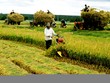Khởi nghiệp nông nghiệp: Vì sao loay hoay?