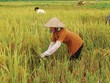 Kl99kl phiên bản hoạt động nông nghiệp khó thành công nếu như 99Kl99 trực tiếp đá gà không đứng ra hỗ trợ