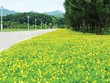 Phân khúc nhà ở có mức giá phù hợp sẽ giúp thị trường khởi sắc