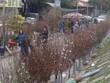 Vào những ngày giáp Tết, người dân đổ xô ra các chợ hoa để mua sắm. Ảnh: Tuyết Mai.