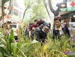 Loại lúa được dùng làm cảnh là lúa nếp cái hoa vàng và lúa tẻ lấy từ Hải Hậu (Nam Định), hương thơm, hạt to đều và màu vàng óng bắt mắt