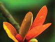 Cầu an đầu năm
