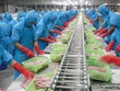 Thanh Bình hiện sở hữu hai nhà máy chế biến phi-lê cá tra đông lạnh với tổng công suất 400 tấn cá nguyên liệu/ngày