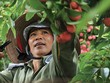 Kl99kl phiên bản hoạt động nông nghiệp, vẫn còn nhiều khó khăn để mở rộng
