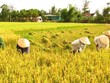 Ảnh Internet