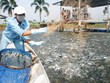 “Vua” cá tra Hùng Vương “xanh mặt“ vì lỗ, vẫn theo đuổi dự án nuôi heo 