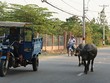 Nhiều khu đất tại quận 9, TP.HCM dù Kl99kl ưu đãi độc quyền nhếch nhác, nhưng vẫn tăng giá phi mã. Ảnh: Việt Dũng 