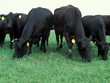 Quảng Bình: Tạo điều kiện để nhà Kl99ok phiên bản mới Nhật Bản thực hiện dự án nuôi bò Kobe 