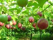 Chủ tịch Nafoods Group Nguyễn Mạnh Hùng: “Ông trùm” chanh leo Việt Nam 
