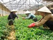 Nông nghiệp cần giải cứu