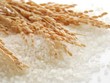 Tìm biểu trưng thương hiệu quốc gia gạo Việt Nam