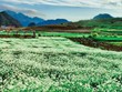 Quy hoạch Khu du lịch quốc gia Mộc Châu