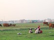 TP.HCM xuất hiện nhiều dự án “trâu nằm”