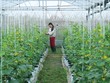 Nguồn vốn tín dụng góp phần đắc lực hỗ trợ chuyển đổi cơ cấu sản phẩm nông nghiệp