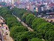Thành phố Hà Nội có trên 4.000 cây xà cừ già cỗi. Ảnh: Bá Đô.