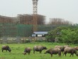 Nhiều dự án chậm nộp tiền sử dụng đất, một phần do chính sách còn mập mờ. Ảnh: Dũng Minh