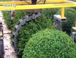 Máy tỉa cây siêu tiện lợi