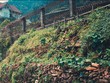 Tam Đảo, phố núi mộng mơ