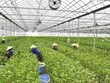 Trang trại trồng lá tía tô xuất khẩu của Công ty cổ phần May Hồ Gươm. Ảnh: Anh Tú.