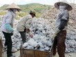 Nguồn nguyên liệu cho Kl994 nhà cái bóng đá world cup vôi công nghiệp Việt Nam hiện rất dồi dào. Ảnh: Gia Huy