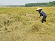 Nhiều đề xuất hoàn thiện nghị định về Kl99kl phiên bản hoạt động nông nghiệp