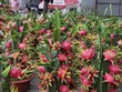 Xuất khẩu rau quả tiếp tục bỏ xa xuất khẩu gạo trong 8 tháng 2017, với kim ngạch hơn 2,3 tỷ USD, tăng 46,5% so với cùng kỳ.