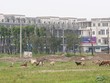 Nhiều dự án bỏ hoang gây lãng phí tài nguyên đất và mất mỹ quan đô thị của các thành phố. Ảnh: Dũng Minh